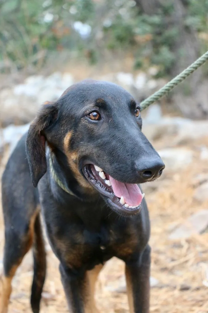 Peter Pan thumbnail 2