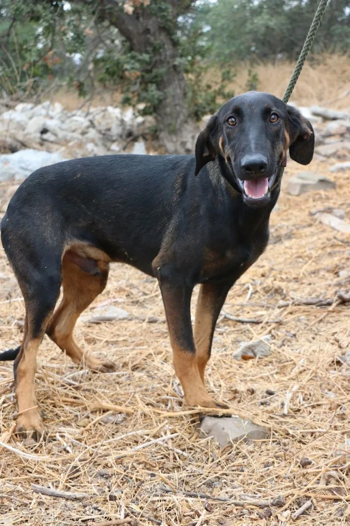 Peter Pan thumbnail 3