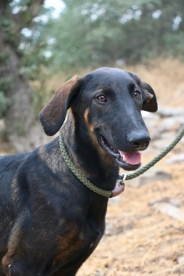 Peter Pan thumbnail 4