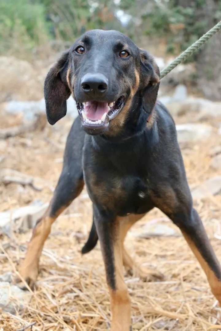 Peter Pan thumbnail 5