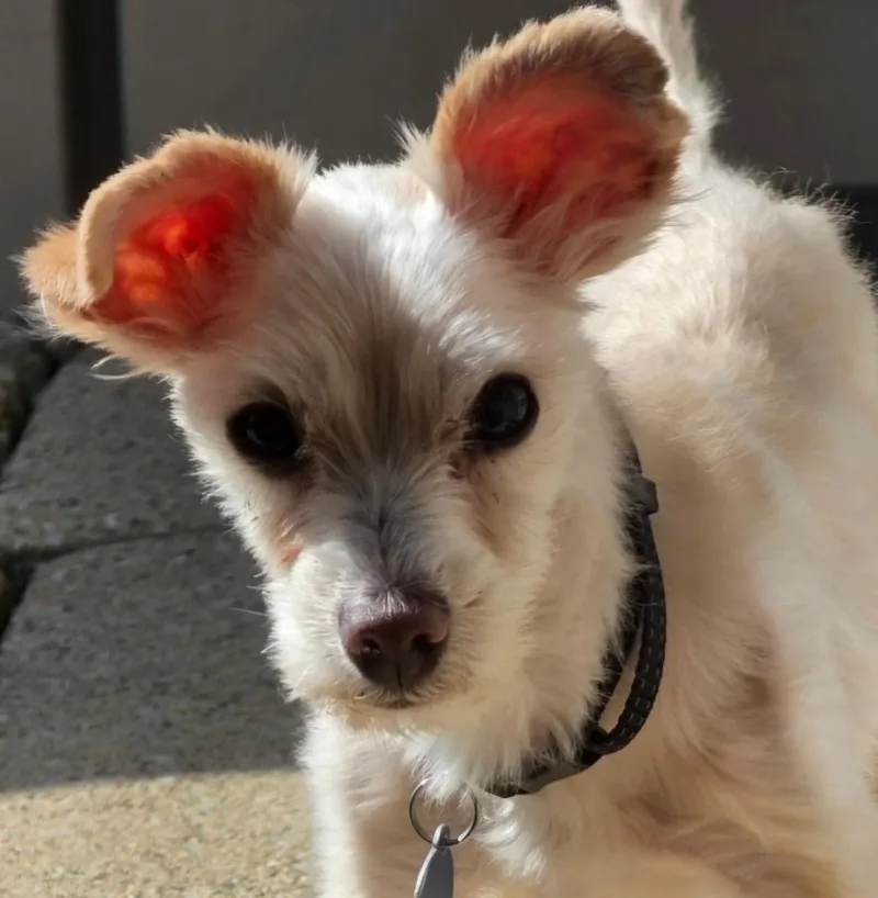 A senior small-sized male Yellow / Tan / Blond / Fawn Maltese dog named Milo for adoption in Racine, WI