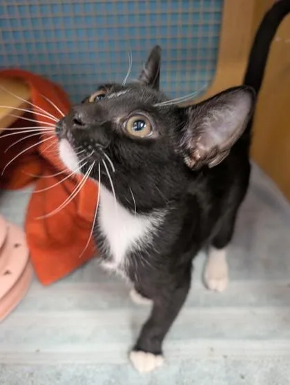 A baby small-sized male Domestic Short Hair cat named Slipper for adoption in Honolulu, HI