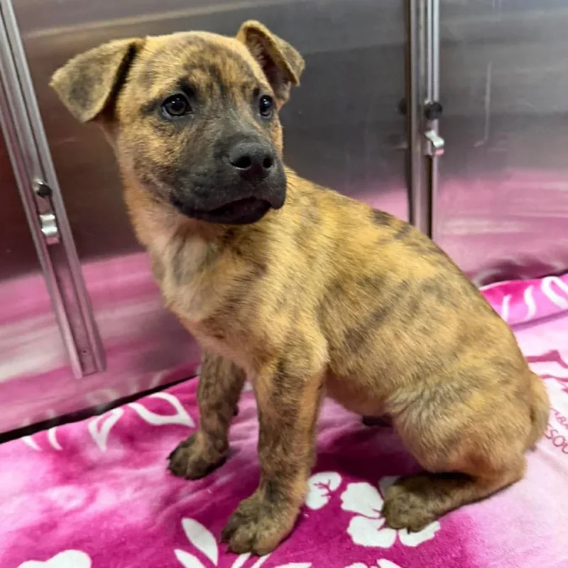 A baby medium-sized male Brindle Labrador Retriever dog named Ct Claude for adoption in Eastford, CT