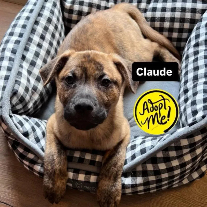 Ct Claude thumbnail 3