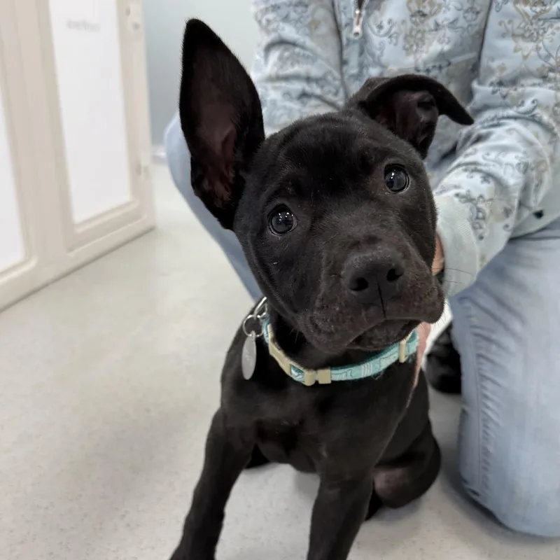 A baby small-sized female Black Mixed Breed dog named Tina for adoption in Greensboro, GA