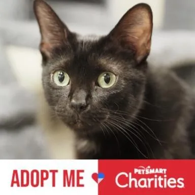 An adult small-sized female Black Domestic Short Hair cat named Maude for adoption in Falls Church, VA