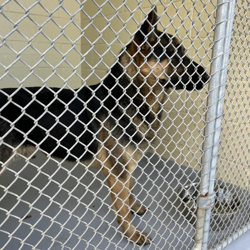 An adult large-sized male Black German Shepherd Dog dog named Hank for adoption in Lufkin, TX