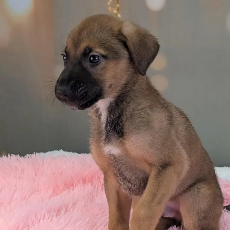 Drummer Boy thumbnail 2