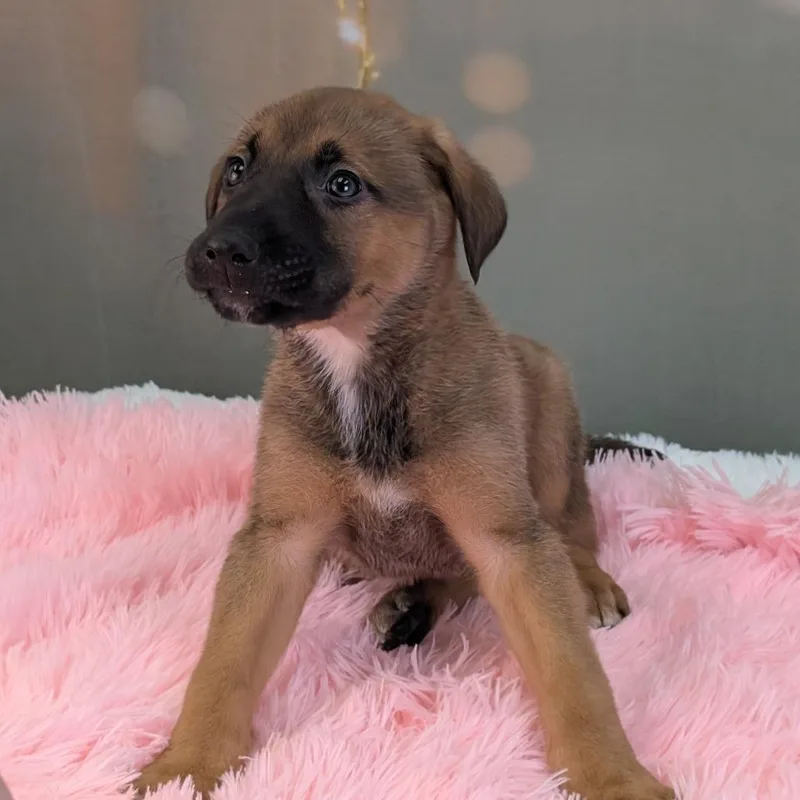 Drummer Boy thumbnail 3