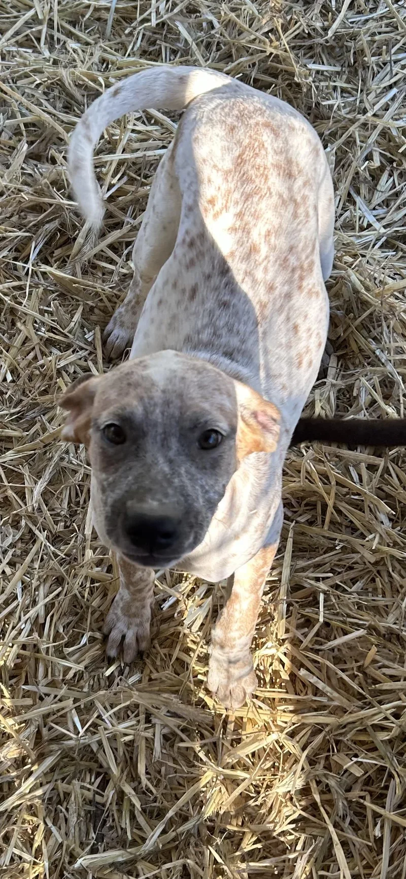 A young medium-sized female Catahoula Leopard Dog dog named Summer for adoption in Texarkana, TX