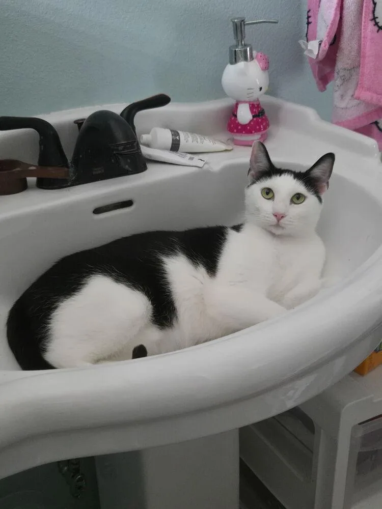 A young medium-sized female Domestic Short Hair cat named Thor for adoption in Plumerville, AR