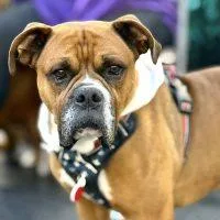 An adult large-sized male Tricolor (Brown, Black, & White) Boxer dog named Paddy for adoption in Davis, CA