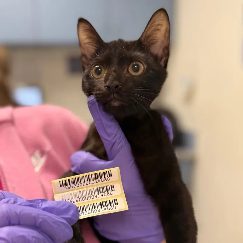 A baby small-sized male Black Domestic Medium Hair cat named Stirrup for adoption in Charleston, WV