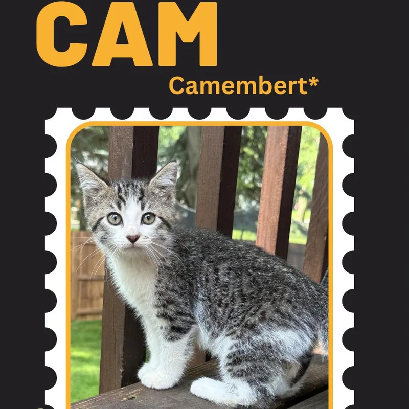 A baby small-sized female Gray / Blue / Silver Domestic Short Hair cat named Cam for adoption in Rochester, MN