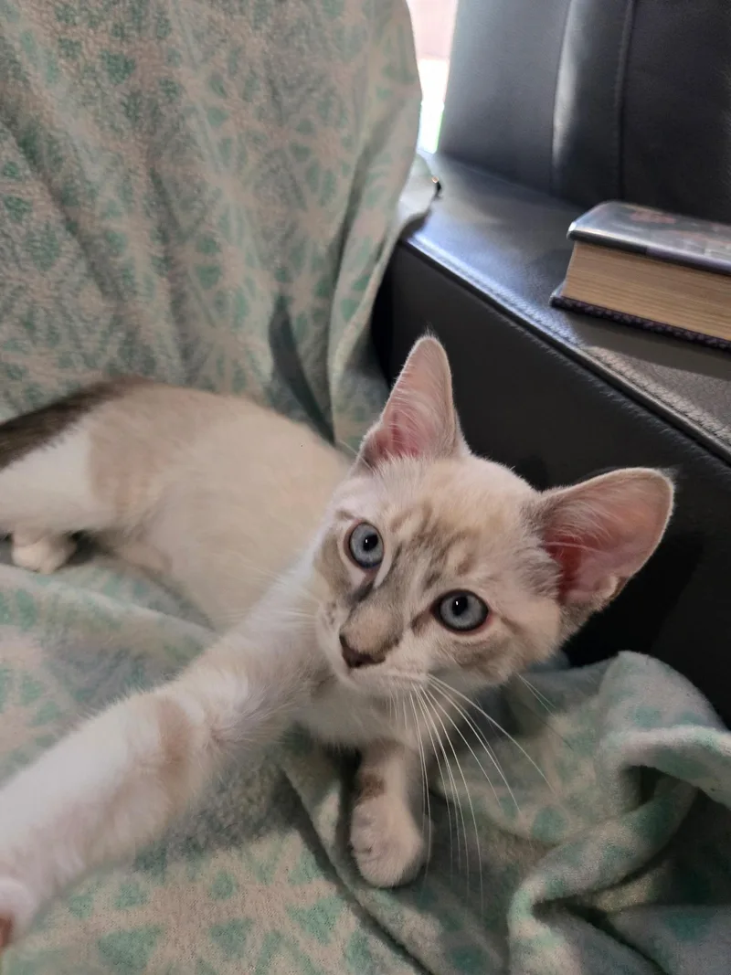 A baby medium-sized male Lilac Point Domestic Short Hair cat named Cosmo for adoption in San Jose, CA