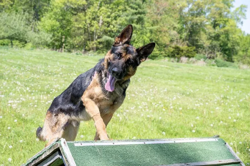 A young large-sized male Black German Shepherd Dog dog named Loki for adoption in Wayland, MA