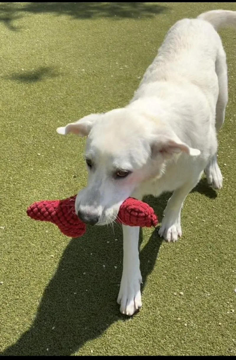 A young large-sized male White / Cream Labrador Retriever dog named Cocoa for adoption in Boerne, TX
