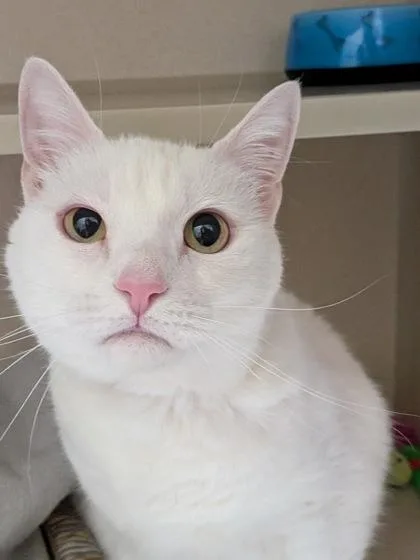 A young large-sized female Domestic Short Hair cat named Sasha for adoption in Divide, CO