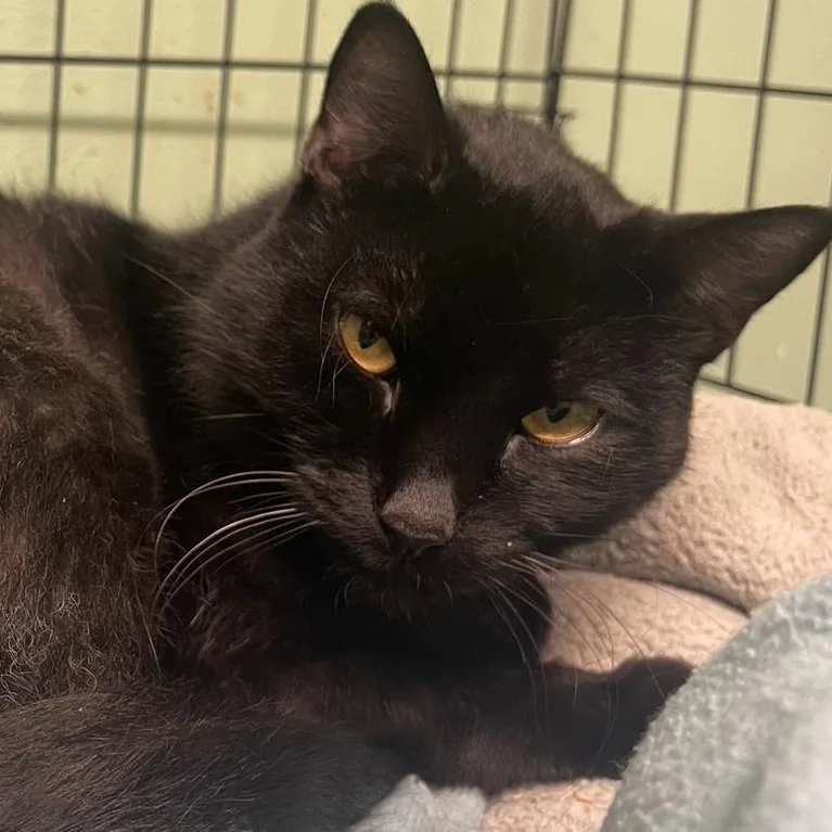 Midnight thumbnail 3