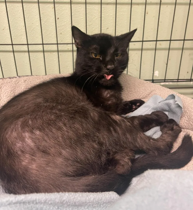 Midnight thumbnail 4