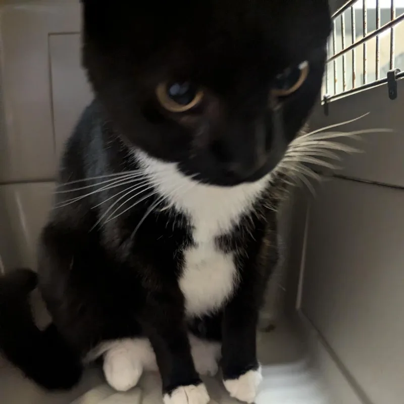 An adult large-sized male Black Domestic Short Hair cat named Aegon for adoption in Charlottesville, VA