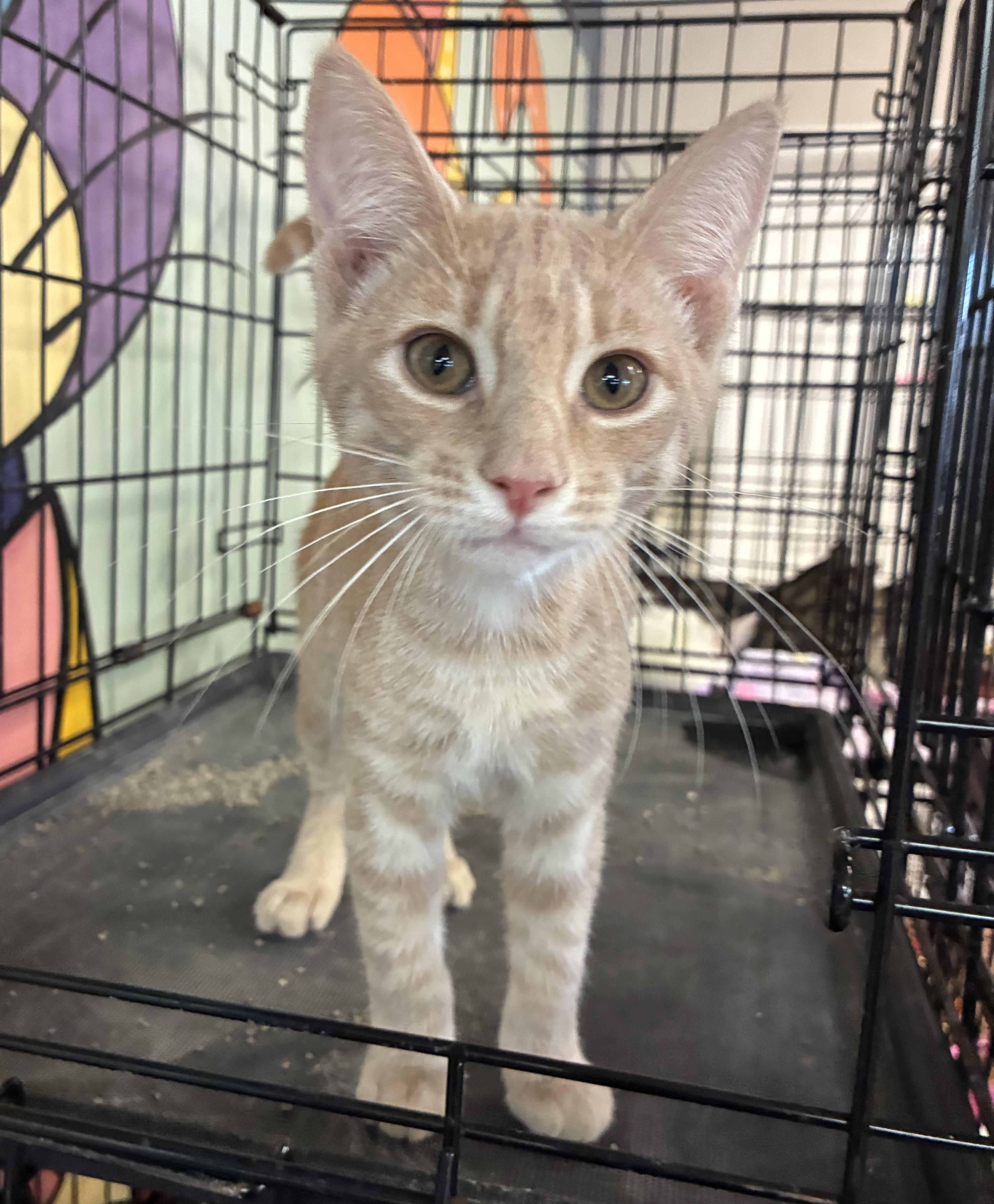 A baby medium-sized male Buff / Tan / Fawn Domestic Short Hair cat named Dobby for adoption in Breinigsville, PA