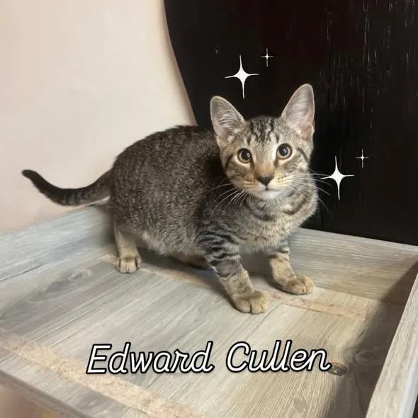 A baby medium-sized male Tabby (Buff / Tan / Fawn) Domestic Short Hair cat named Edward Cullen at Fat for adoption in Tallahassee, FL
