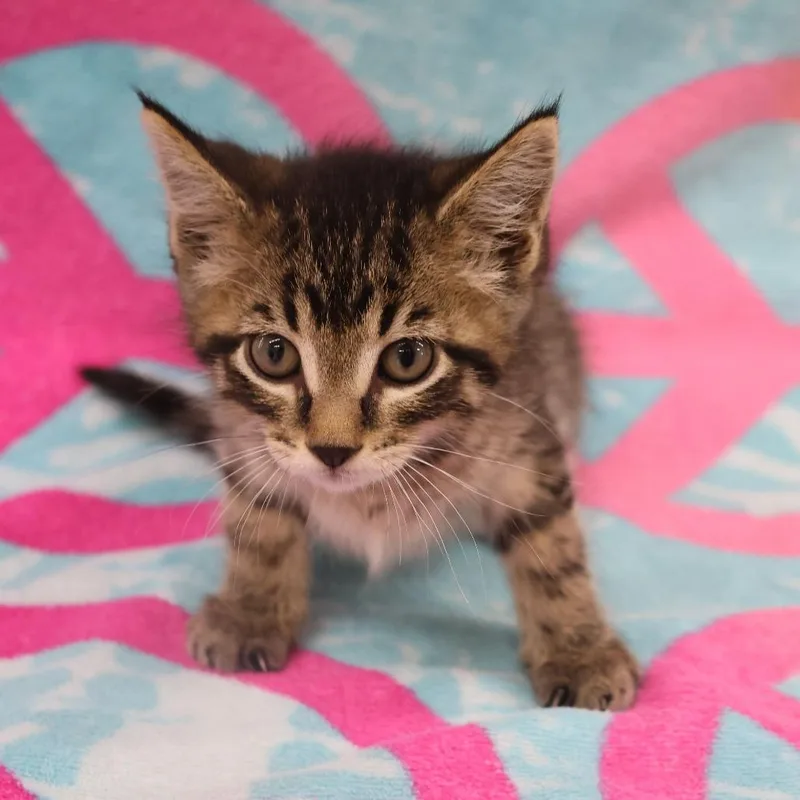 A baby small-sized female Brown / Chocolate Domestic Short Hair cat named Pebbles C for adoption in Princeton, MN