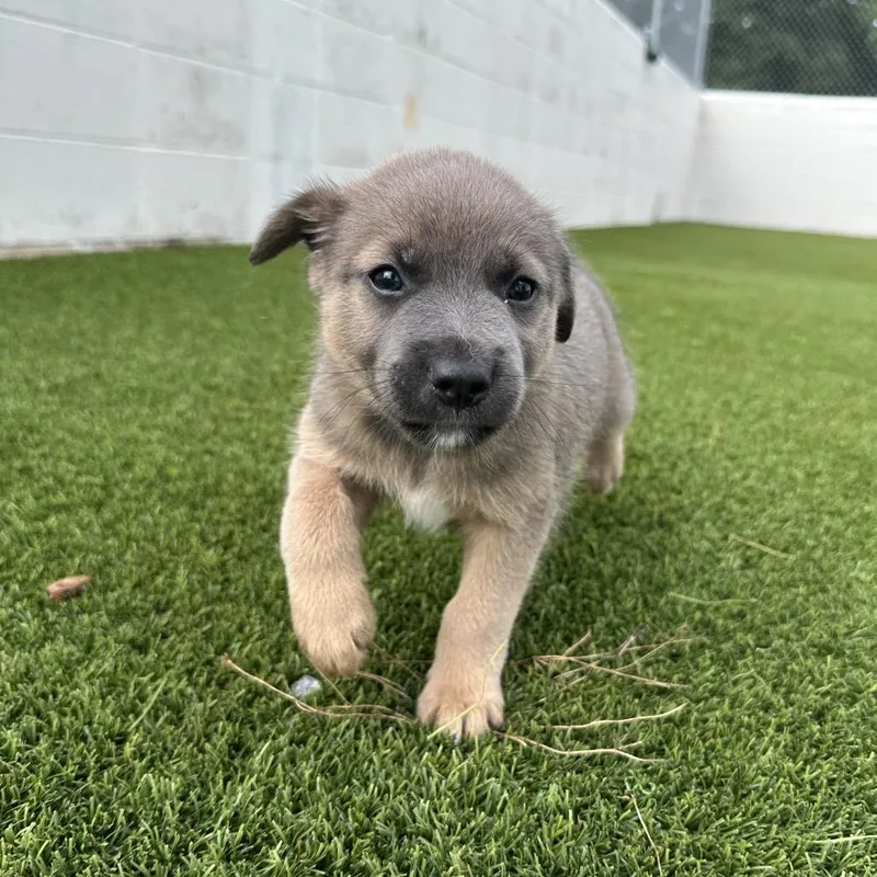 A baby medium-sized male Gray / Blue / Silver Mixed Breed dog named Viker for adoption in LOXAHATCHEE, FL