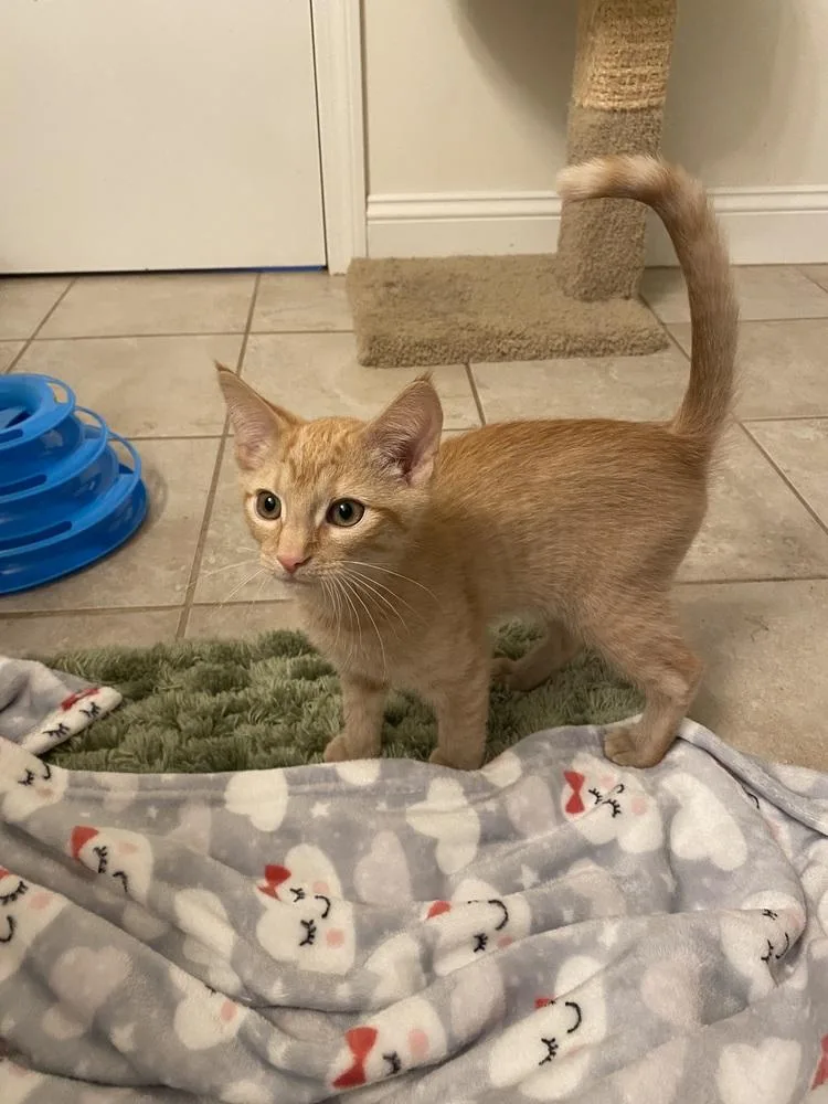 A baby small-sized male Tabby (Orange / Red) Domestic Short Hair cat named Chandler w Ross for adoption in Duxbury, MA