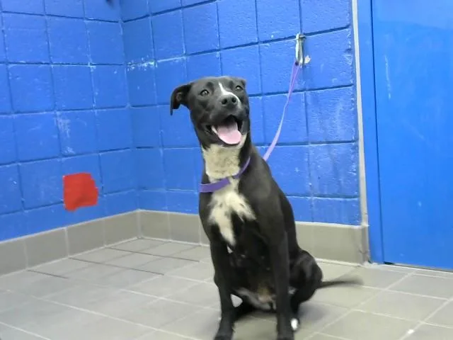 A young medium-sized female Pit Bull Terrier dog named Mochi for adoption in Albuquerque, NM