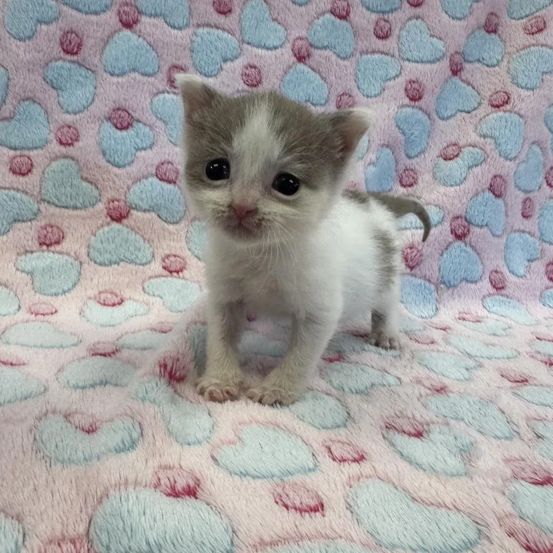 A baby small-sized female Gray / Blue / Silver Domestic Short Hair cat named Petal for adoption in Mount Vernon, IN