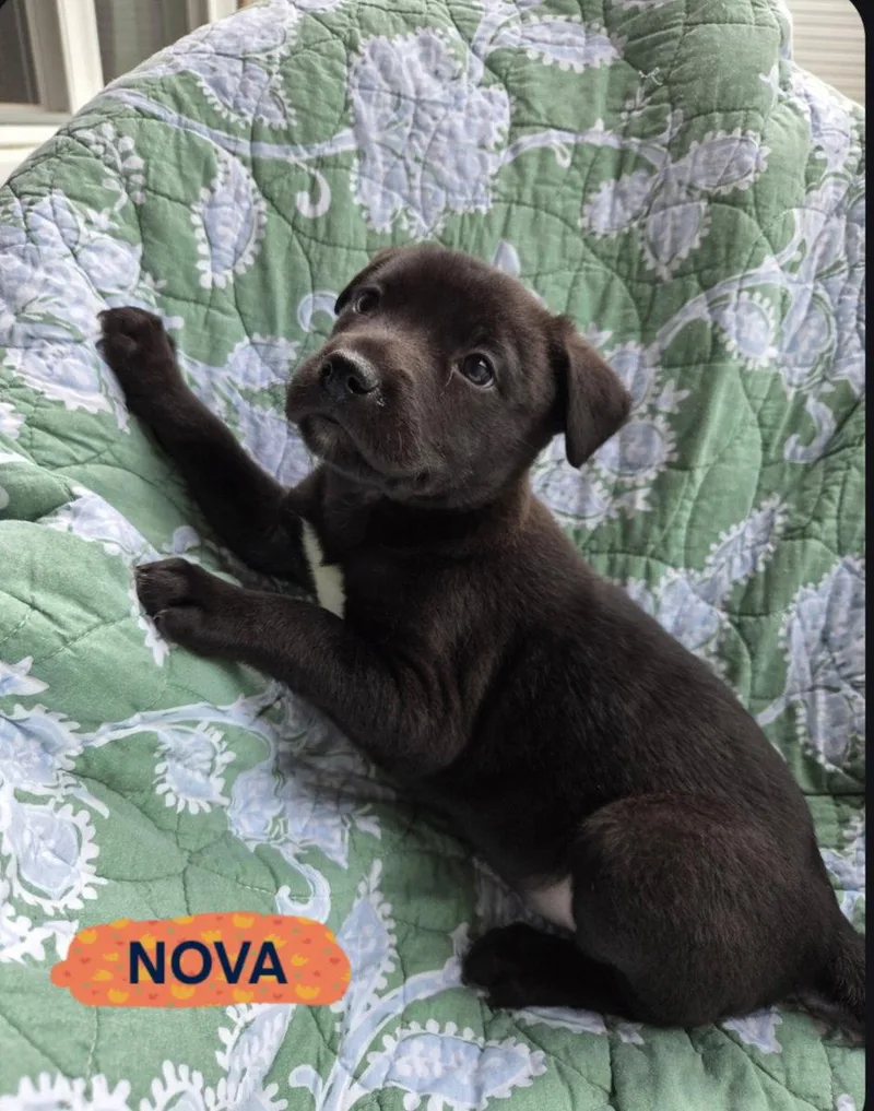 Nova Violet thumbnail 2