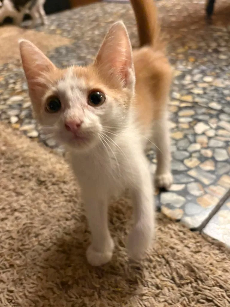 A baby medium-sized male Domestic Short Hair cat named Madar for adoption in Miami, OK