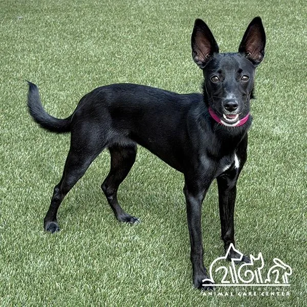 A young small-sized female Whippet dog named Raven for adoption in Irvine, CA