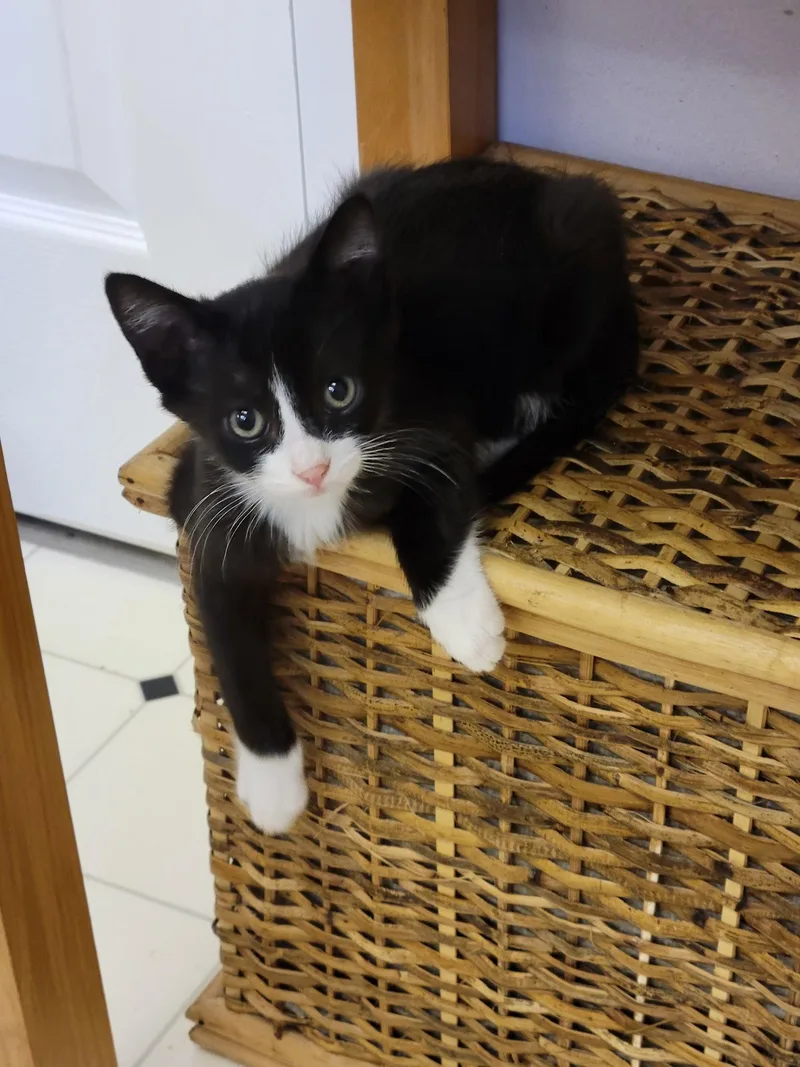 A baby small-sized male Black & White / Tuxedo Tuxedo cat named Jackson Tux Boy for adoption in Walnut Creek, CA