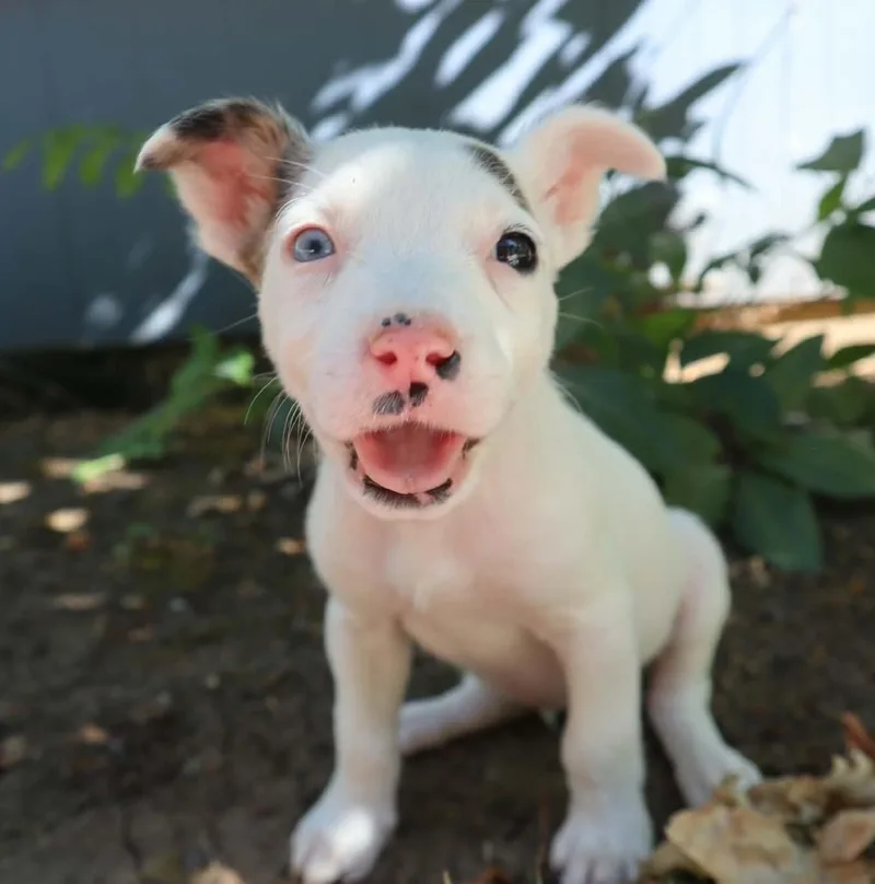 Terrier Pups