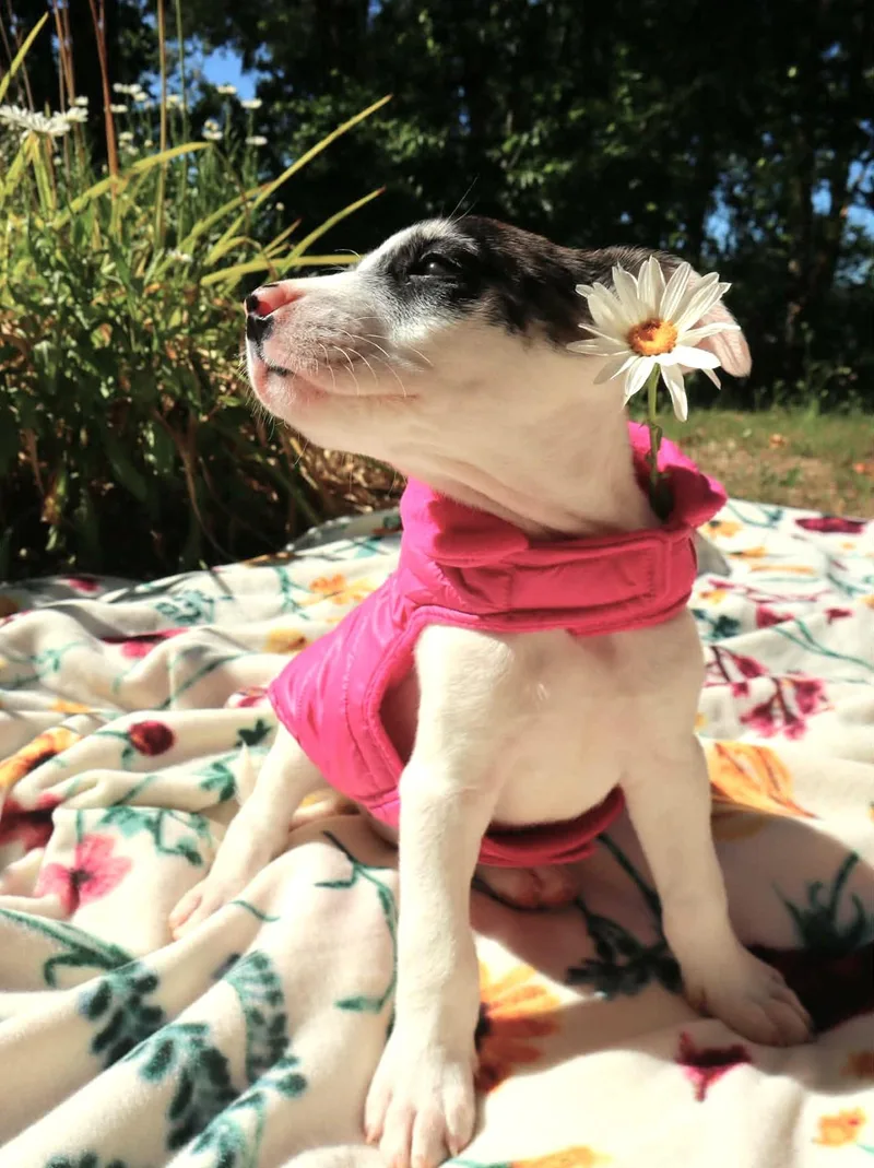 Terrier Pups thumbnail 2