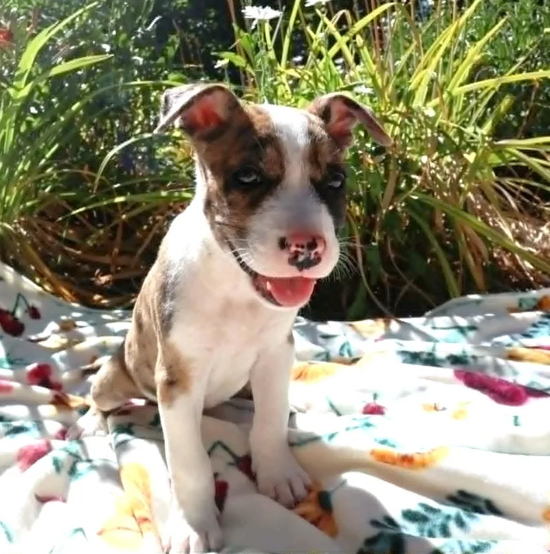 Terrier Pups thumbnail 3
