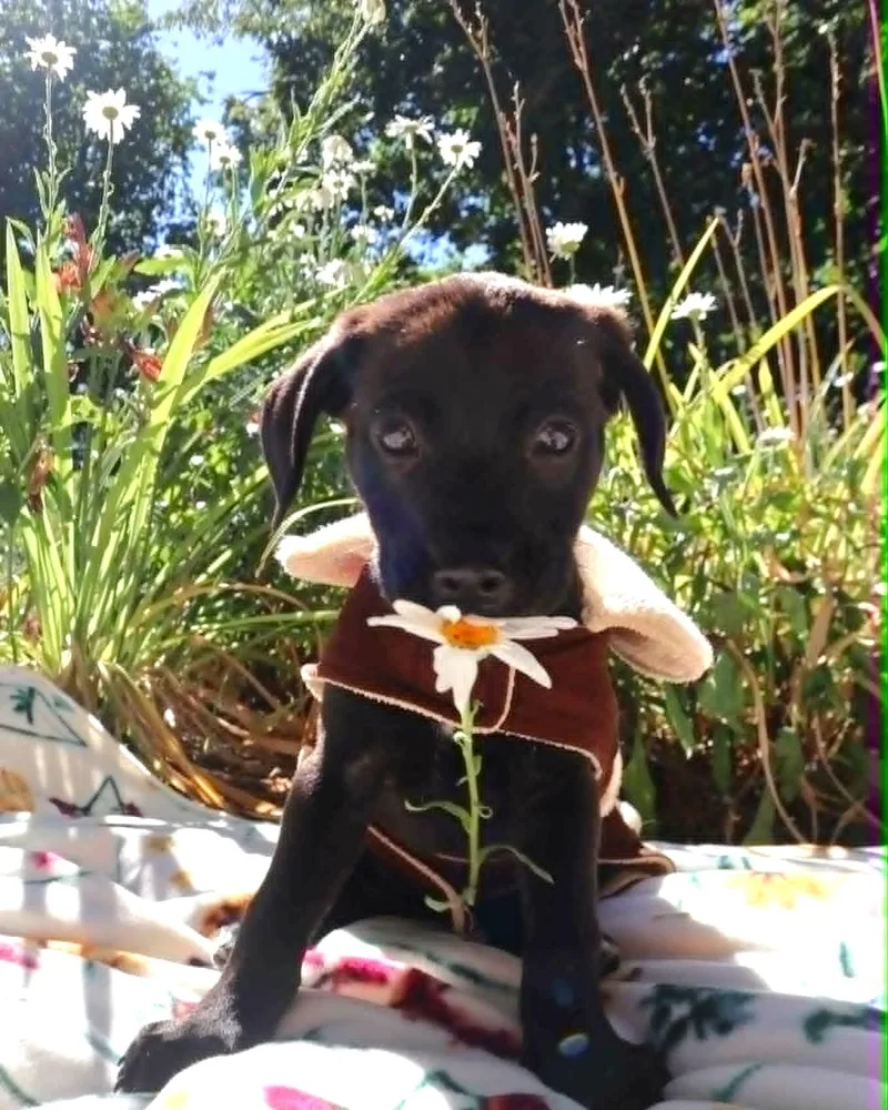Terrier Pups thumbnail 4