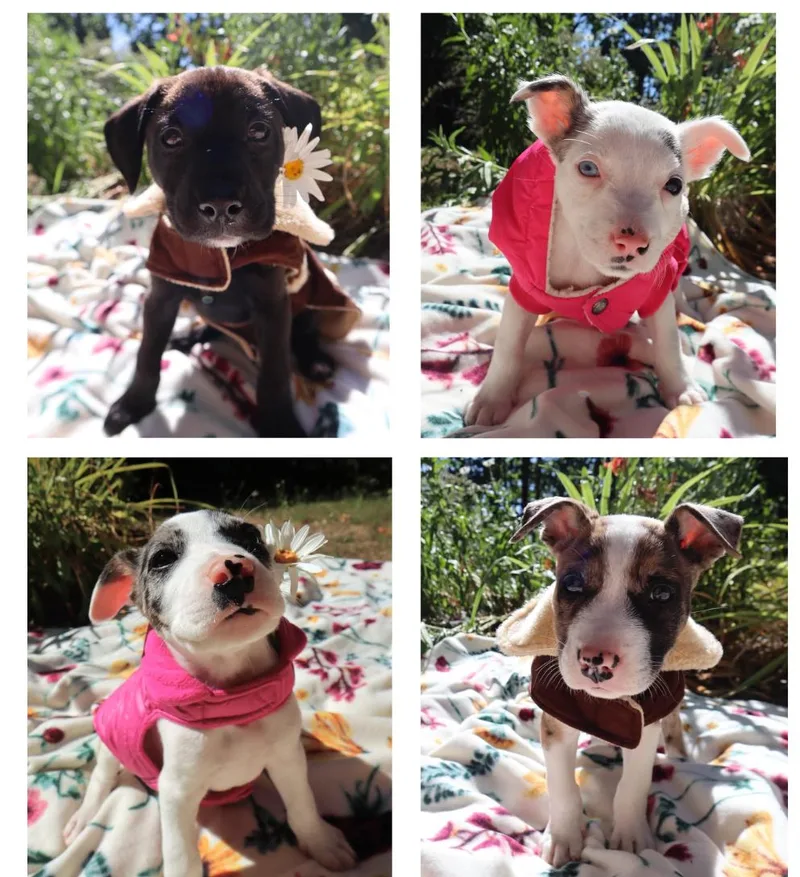Terrier Pups thumbnail 5