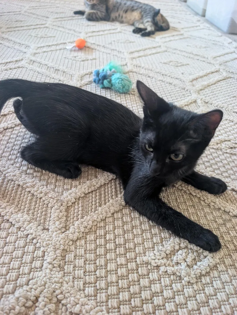 A baby small-sized male Black Domestic Short Hair cat named Forrest for adoption in Youngtown, AZ