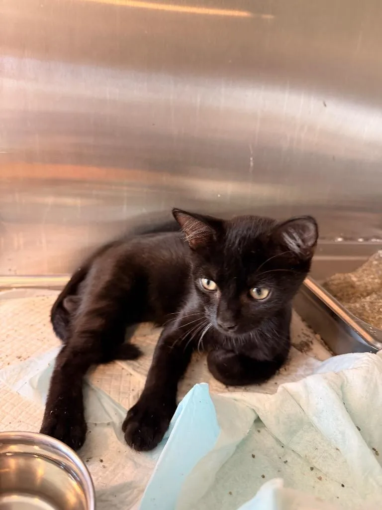 A baby medium-sized male Domestic Short Hair cat named Sirius for adoption in Nashville, GA