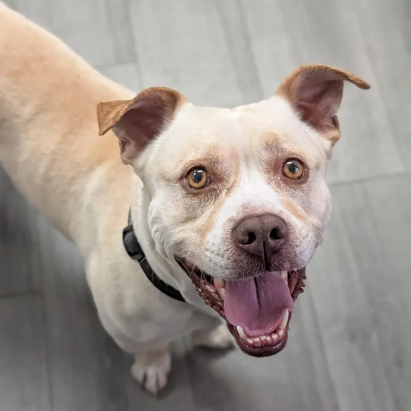 An adult medium-sized male Apricot / Beige Dachshund dog named Chico for adoption in Staten Island, NY
