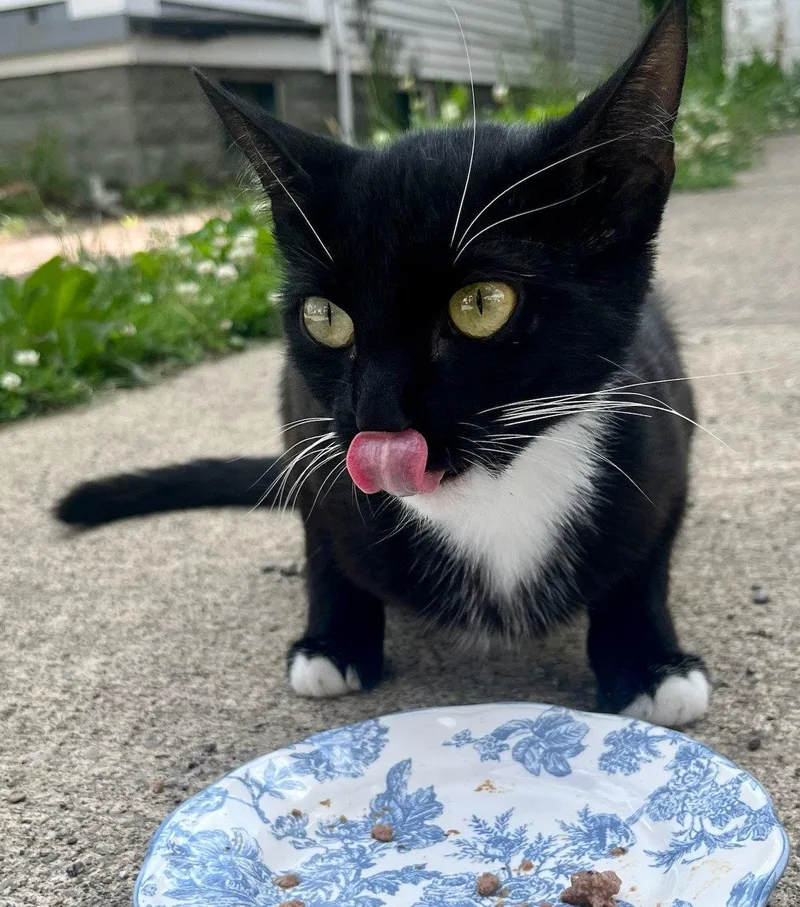 A young medium-sized female Black & White / Tuxedo Domestic Short Hair cat named Anna Bella for adoption in Brook Park, OH