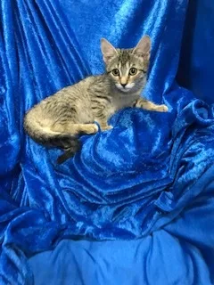 Tiger Lily thumbnail 3