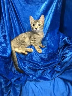 Tiger Lily thumbnail 4