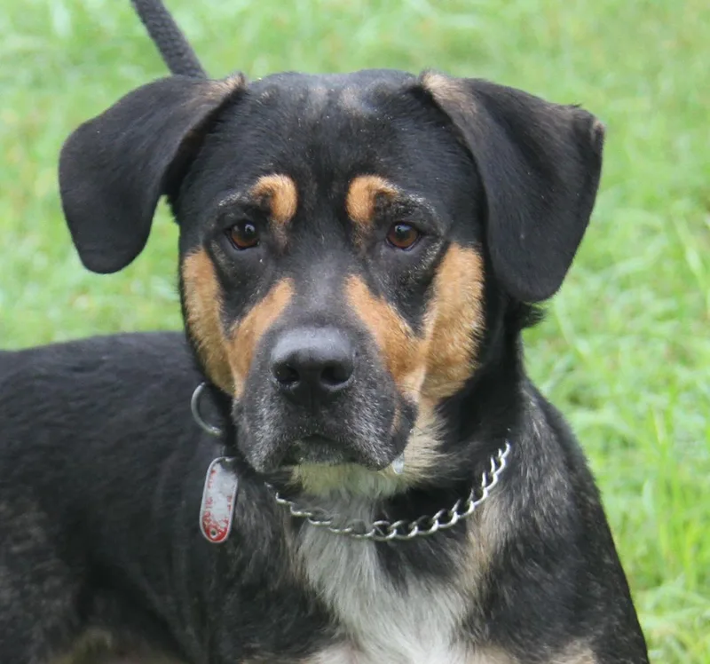An adult medium-sized male Hound dog named Woody for adoption in Marietta, OH