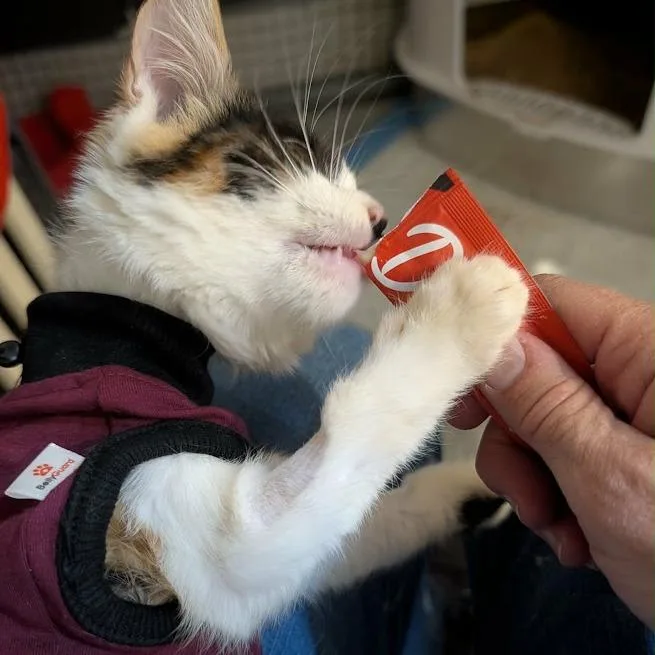 A baby small-sized female Calico Domestic Short Hair cat named Report for adoption in Sioux Falls, SD