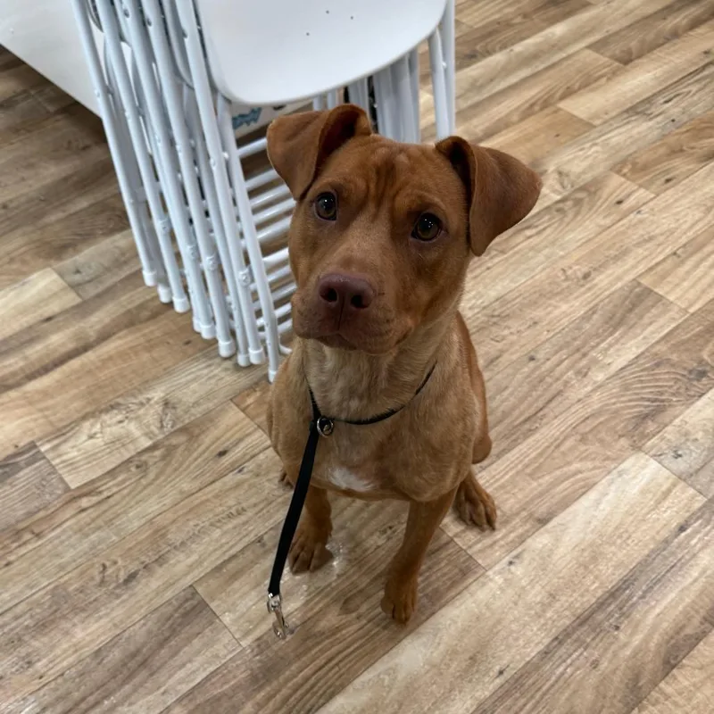 A young medium-sized male Brown / Chocolate Chocolate Labrador Retriever dog named Amazon for adoption in Greensboro, NC